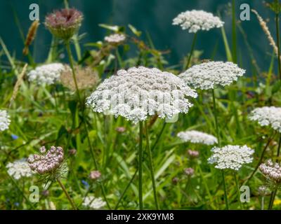 Daucus carota o inflorescenze di umbel bianco di carota selvatica. Carota selvatica europea, nido d'uccello, pizzo vescovile o pizzo della regina Anna in fiore. Foto Stock