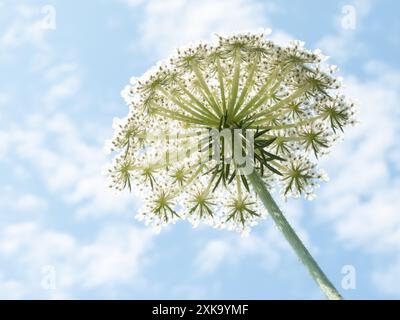 Daucus carota o carota selvatica umbel bianco dal basso verso l'alto sullo sfondo sfocato del cielo blu. Carota selvatica europea, nido d'uccello o fiore del pizzo del vescovo Foto Stock