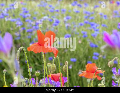 Papavero rosso e fiordaliso blu, gemme e steli sul prato estivo. Piante da fiore di Centaurea cyanus. Sfondo dei fiori dei bottoni di Bachelor. Foto Stock