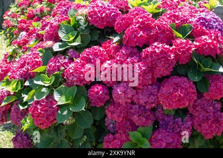 Arbusto di Hydrangea con fiori rossi. Siepe da giardino di Hydrangea. Teste di fiori colorate di Hortensia. Ortensie francesi in fiore. Foto Stock