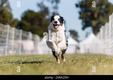 Pastore australiano tricolore corsa di cani australiani e sport di richiamo Foto Stock