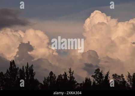 Vista di un cielo nuvoloso scuro sul paesaggio degli alberi Foto Stock