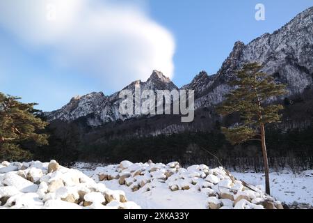 Paesaggio montano con neve e pini in inverno, montagna Seoraksan della Corea del Sud Foto Stock