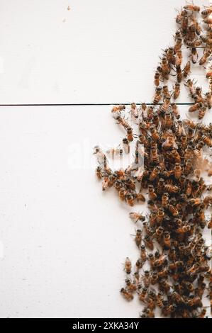 Le api mellifere si muovono e lavorano intorno al loro alveare Foto Stock