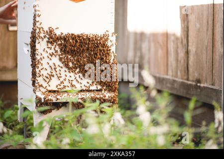 Le api mellifere si muovono intorno all'alveare mentre l'apicoltore raccoglie miele Foto Stock