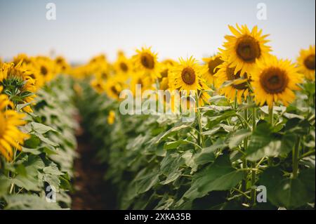 Girasoli che crescono in un campo in estate Foto Stock