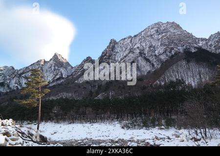 Paesaggio montano con neve e pini in inverno, montagna Seoraksan della Corea del Sud Foto Stock