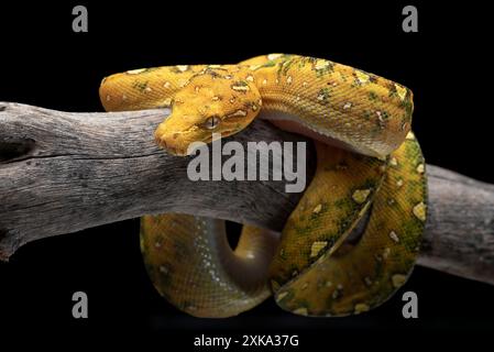 Giovane albero verde phyton su sfondo nero Foto Stock