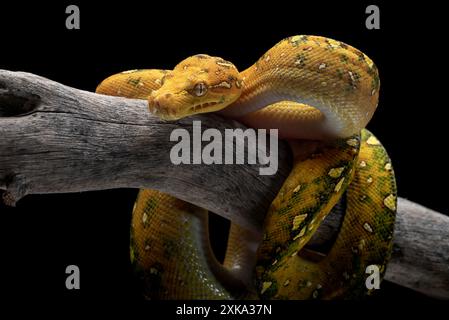 Giovane albero verde phyton su sfondo nero Foto Stock