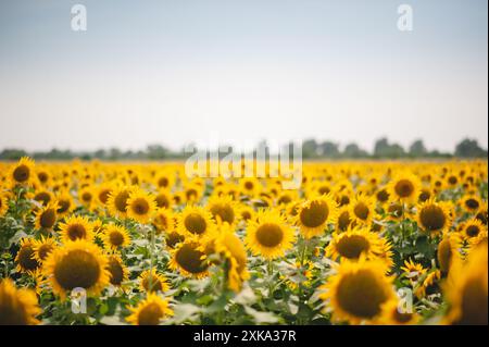 Vista completa dei girasoli sotto un cielo azzurro Foto Stock