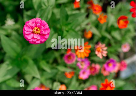 Il luminoso zinnia fiorisce in un giardino sul retro Foto Stock