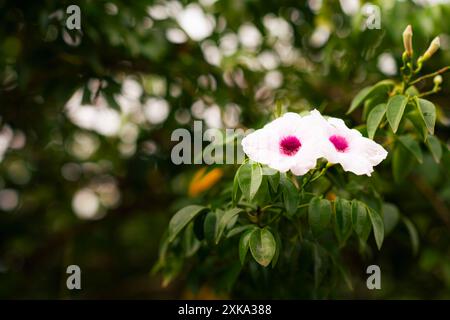 Fiori mediterranei in diversi colori Foto Stock