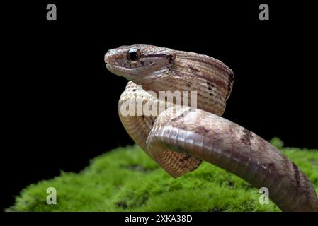 Gatto serpente dentato in posizione di attacco Foto Stock