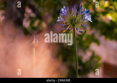 Fiori mediterranei in diversi colori Foto Stock