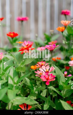 Il luminoso zinnia fiorisce in un giardino sul retro Foto Stock