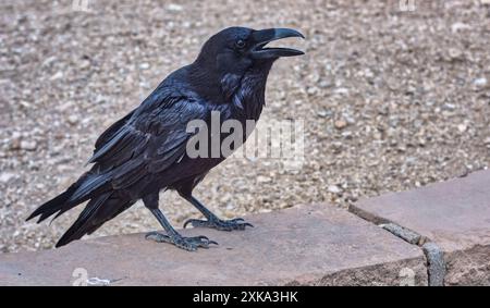 Wild Raven al Grand Canyon, Arizona Foto Stock