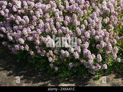 Timo, Thymus sibthorpii, Lamiaceae. Penisola balcanica e Turchia. Originario di Albania, Bulgaria, Grecia, Romania, Turchia, Turchia in Europa, Jugoslavia. Foto Stock