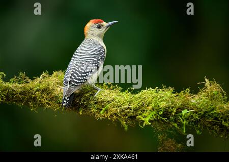 Picchio con corona rossa nella foresta nuvolosa di Panama Foto Stock