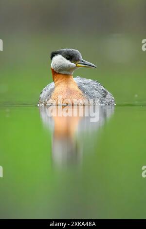 Ritratto del grebe dal collo rosso con riflesso a specchio in acqua Foto Stock