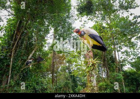 Avvoltoio re (Sarcoramphus papa) arroccato su un tronco di albero, ravvicinato nella foresta pluviale con telecamera remota, Boca Tapada, Costa Rica. Foto Stock