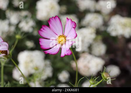 Splendidi fiori rosa cosmo che fioriscono nel giardino . Foto Stock
