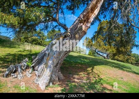 Vecchio albero di ginepro. Moral de Hornuez, provincia di Segovia, Castilla Leon, Spagna. Foto Stock