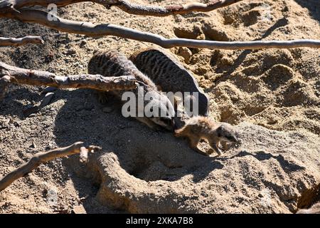 La famiglia Meerkat riposa sulla sabbia in una giornata di sole. Foto Stock