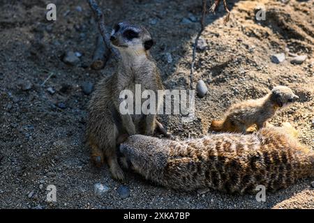 La famiglia Meerkat riposa sulla sabbia in una giornata di sole. Foto Stock