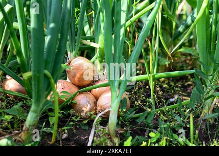 Molti bulbi di cipolla gialli crescono in un letto da giardino circondato da alti gambi verdi. Foto Stock