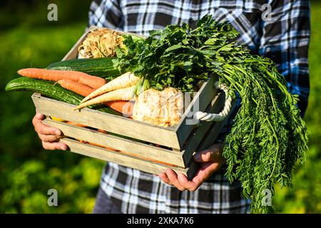 L'agricoltore tiene in mano una cassa di legno piena di verdure biologiche fresche, appena raccolte dall'orto. Foto Stock