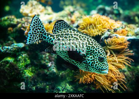 Harlequin sweetlips (Plectorhinchus chaetodonoides) è un pesce marino originario dell'Oceano Pacifico tropicale. Foto Stock