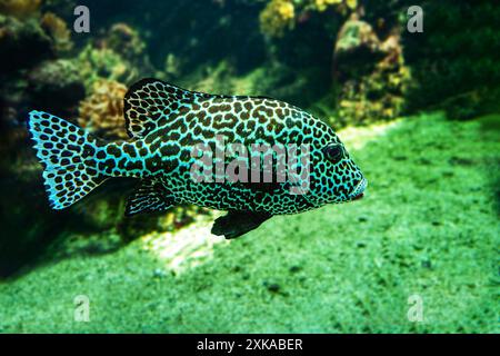 Harlequin sweetlips (Plectorhinchus chaetodonoides) è un pesce marino originario dell'Oceano Pacifico tropicale. Foto Stock