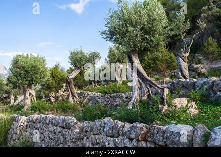 Vista panoramica degli ulivi con tronchi contorti. strada turistica con recinzione in pietra tra un giardino di ulivi. Isola di Maiorca, Spagna, Isole Baleari Foto Stock