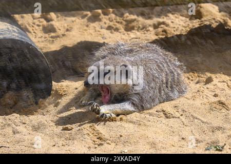 Un solitario Meerkat, Suricata Suricatta adagiato sulla sabbia che sbadiglia al sole. Foto Stock