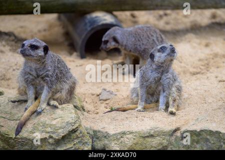 Un trio di Meerkats, Suricata Suricatta seduti e riposati su rocce e sabbia Foto Stock