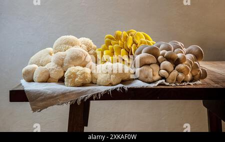 Varietà di grandi funghi crudi sul tavolo di legno. Funghi Yellow Oyster, Lion's Maine e Blue Oyster. Foto Stock