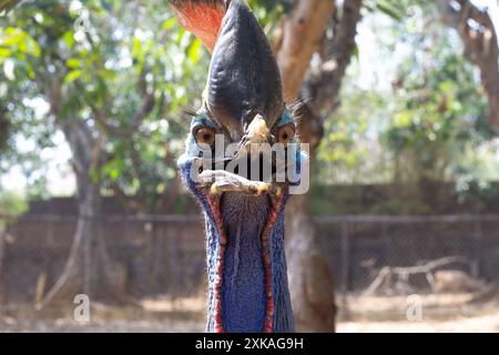 primo piano di un cassowary della testa Foto Stock