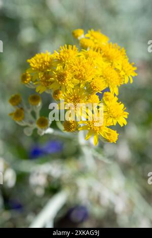 Fiori gialli su una pianta di Senecio Cinerarea che ha un fogliame grigio argentato ed è coltivata come lettiera estiva. Foto Stock