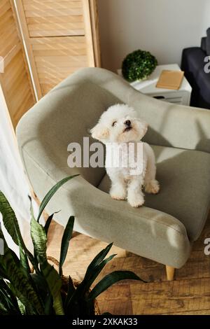 Un piccolo cane bianco, frise bichon, seduto su una sedia verde. Foto Stock