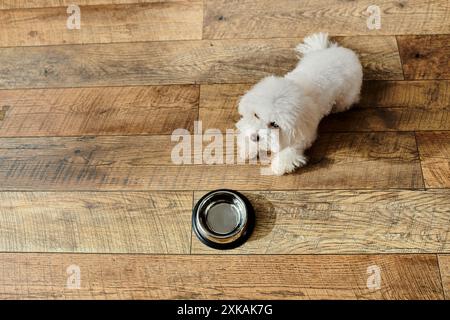 Piccolo cane bianco Bichon Frise in piedi su pavimento in legno. Foto Stock