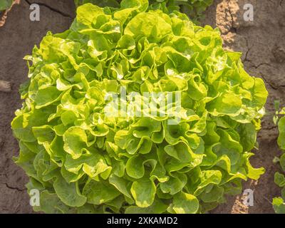 Capi di lattuga di un agricoltore biologico in campo in Germania Foto Stock