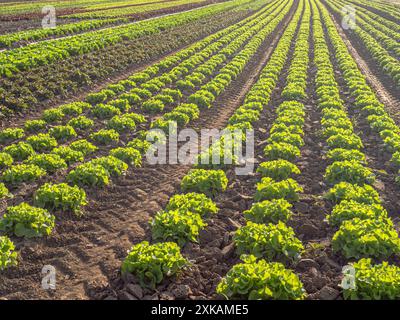 Capi di lattuga di un agricoltore biologico in campo in Germania Foto Stock