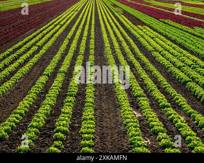 Capi di lattuga di un agricoltore biologico in campo in Germania Foto Stock