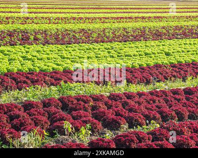 Capi di lattuga di un agricoltore biologico in campo in Germania Foto Stock