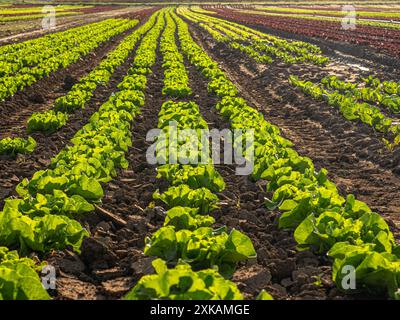 Capi di lattuga di un agricoltore biologico in campo in Germania Foto Stock