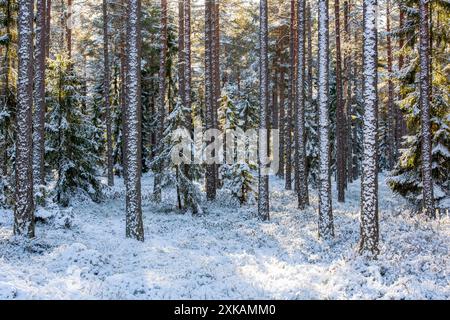 Sole nella foresta invernale ricoperta di neve Foto Stock