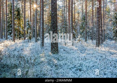 Sole nella foresta invernale ricoperta di neve Foto Stock