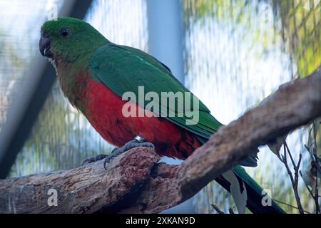 Il pappagallo reale australiano ha una pancia rossa e un dorso verde, con ali verdi e una lunga coda verde. Foto Stock