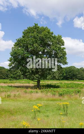 Un unico albero in piedi a Richmond Park, Londra, Inghilterra. Foto Stock