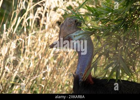 Il cassowary è grande, senza volo. È ricoperta di piume nere a due punte e presenta un grande casco sulla testa. Foto Stock